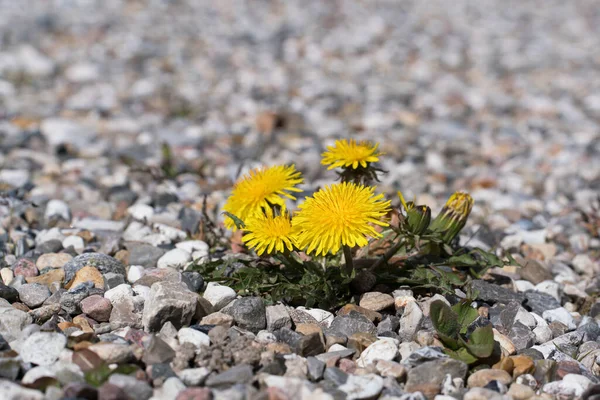 Close Van Kleine Paardebloem Plant Bloemen Een Grind Overdekte Oprit — Stockfoto