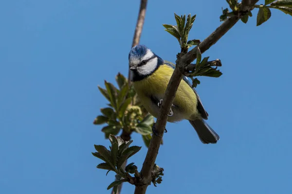 Cute Blue Tit Bird Sitting Twig Looking — Stock Photo, Image