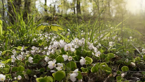 Hintergrundbeleuchtung Von Wildem Sauerampfer Mit Blumen Wald — Stockfoto