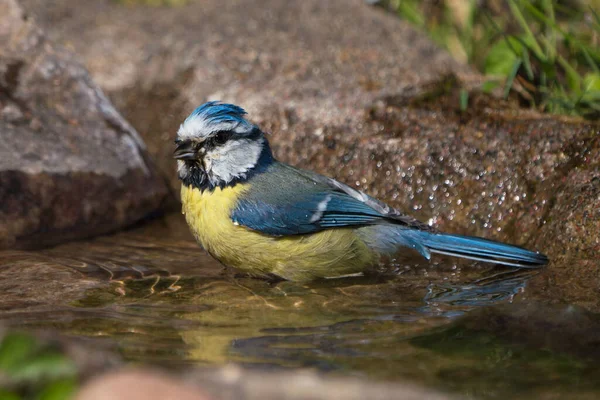 Side View Cute Blue Tit Bird Bath — Stock Photo, Image