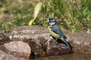 Side view of cute wet blue tit bird sitting on a rock after bathing