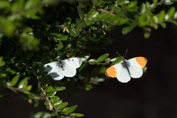 Pointe Orange Papillons Mâles Femelles Assis Sur Même Brindille Boîte — Photo
