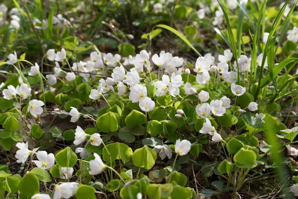 Close Van Wilde Gewone Zuring Met Bloemen Het Bos — Stockfoto