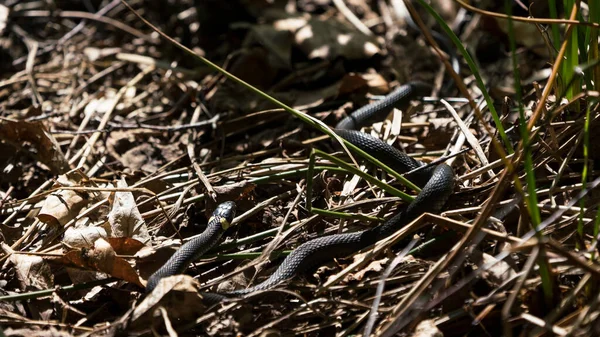 Serpent Herbe Sur Sol Dans Son Environnement Naturel — Photo