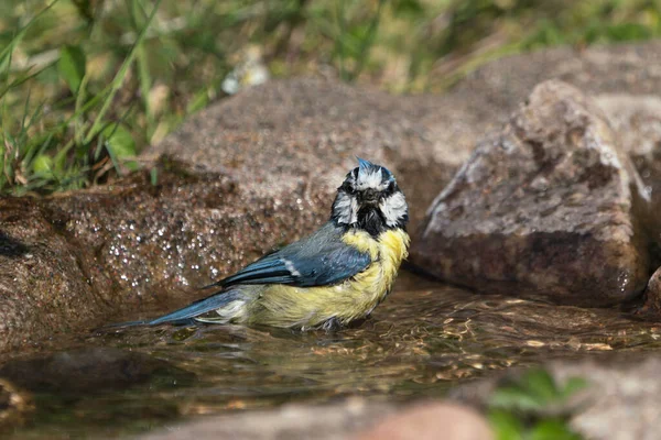 Side View Cute Blue Tit Bird Bathing While Looking Directly — Stock fotografie