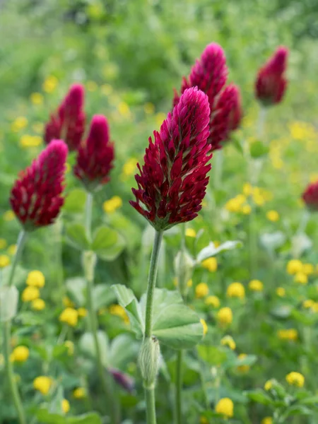 背景に黄色のホップのトレフォイルと野の花のベッドで赤い深紅のクローバーの花のクローズアップ — ストック写真