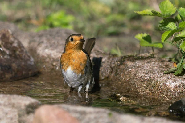 Přední Pohled Evropský Červený Robin Stojící Ptačí Lázni Při Stratching — Stock fotografie