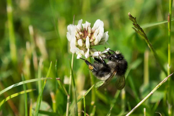 Humla Undersidan Vit Klöver Blomma Gräsmatta — Stockfoto