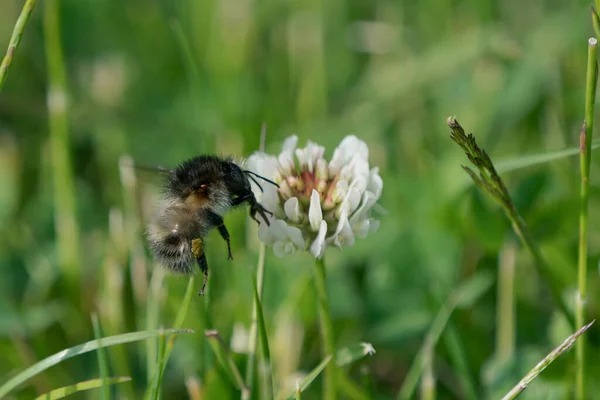 Flygande Humla Vänster Sida Vit Klöver Blomma Gräsmatta — Stockfoto