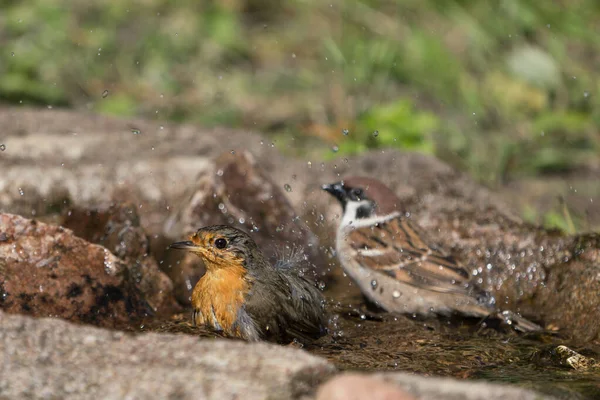 European Red Robin Bathing Birdbath While Spraying Water Droplets Tree — Stock Photo, Image