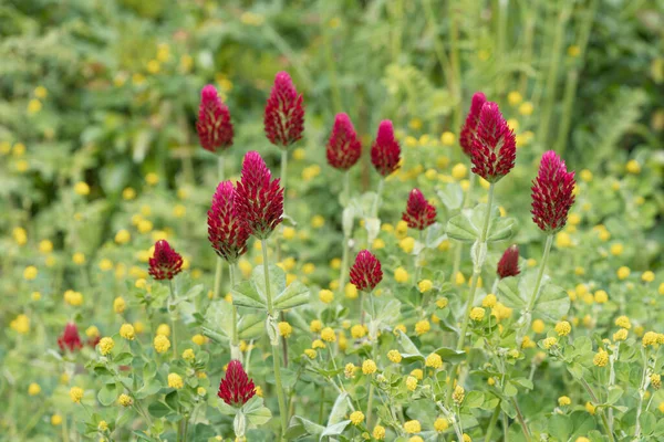 Red Crimson Clover Flowers Wildflower Bed Surrounded Yellow Hop Trefoil — Stock Photo, Image