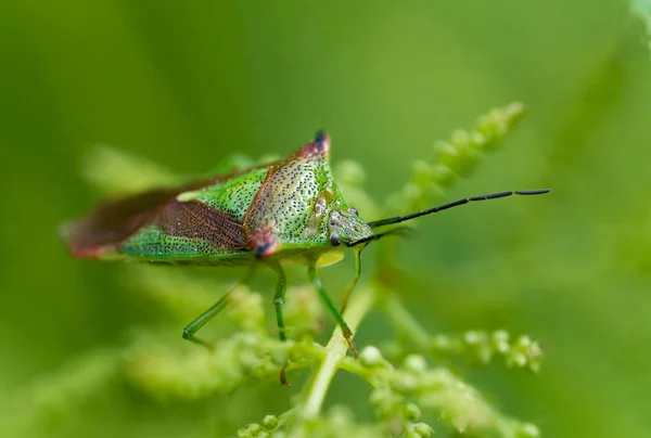 Macro Foto Insetto Scudo Biancospino Ambiente Verde — Foto Stock