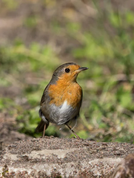 Front View European Red Robin Looking Right — Stock Photo, Image