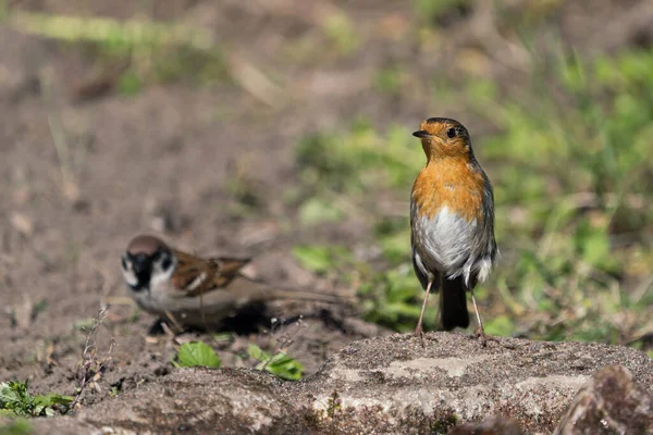 Vorderansicht Eines Sich Nach Links Ausstreckenden Rotkehlchens Mit Einem Baumsperling — Stockfoto