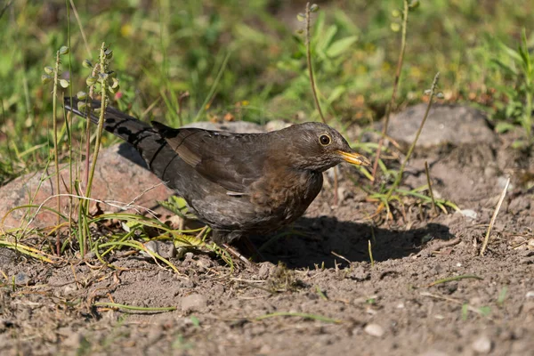 Zijaanzicht Van Vrouwelijke Euraziatische Merel Grond Met Vuil Snavel — Stockfoto