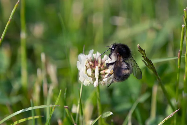 Bumblebee Sidan Vit Klöver Blomma Gräsmatta Ses Delvis Från Baksidan — Stockfoto
