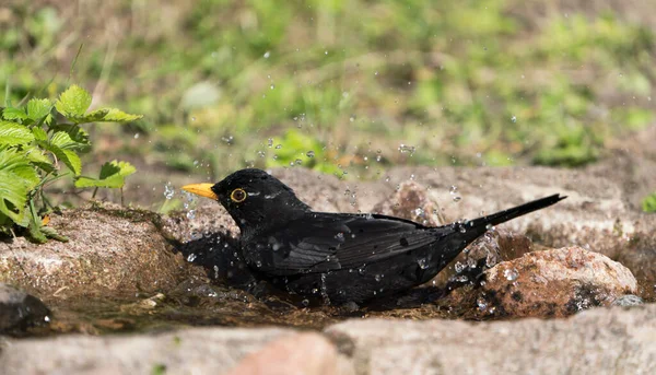 Close Side View Common Eurasian Blackbird Bathing Lots Droplet Spray — Stock Photo, Image