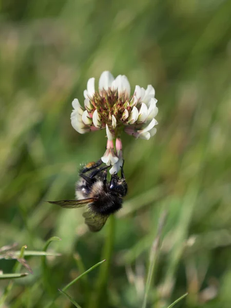 Bumblebee Sul Lato Inferiore Fiore Trifoglio Bianco Prato — Foto Stock