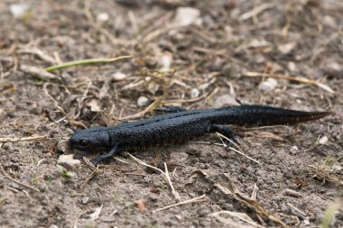 Büyük siğilli kuzey ibikli semender yerde sürünüyor.