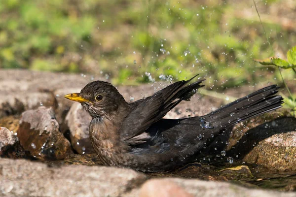 Close Side View Common Eurasian Blackbird Female Bathing Lots Droplet — Stock Photo, Image