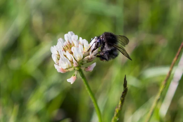 Bumblebee Ssie Nektar Białym Kwiecie Koniczyny Trawniku — Zdjęcie stockowe