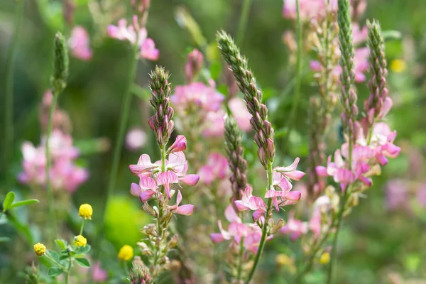 Close Beautiful Common Sainfoin Flowers — Stock Photo, Image