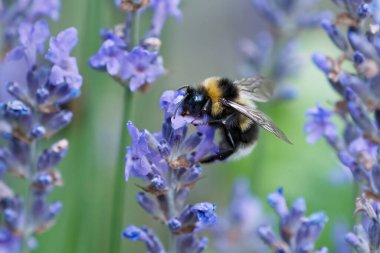 Yaban arısı güzel lavanta çiçeklerinin tepesindeki nektardan görülür.