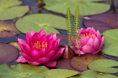 İki kırmızı ile pembe su zambağı çiçekleri arasında kısraklar kuyruğu