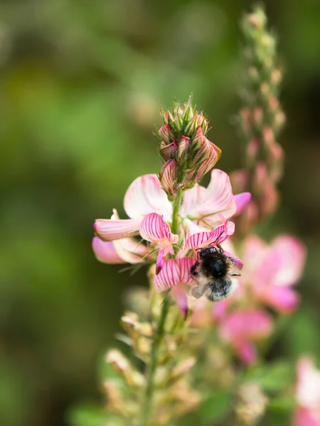 Bumblebee Vidět Zad Sání Nektar Krásné Společné Světice Květiny — Stock fotografie