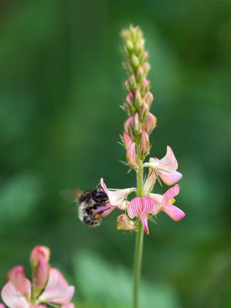 Bumblebee Seen Side Moving Wings Sucking Nectar Beautiful Common Sainfoin — Foto Stock