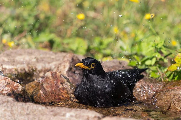 Lindo Divertido Aspecto Húmedo Eurasiático Común Blackbird Bañarse Baño Aves — Foto de Stock