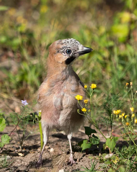 Front View Cute Beautiful Eurasian Jay Head Turned Right Ground — ストック写真