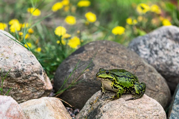 Side View Very Fat Green Frog Sitting Rock Yellow Flowers — ストック写真