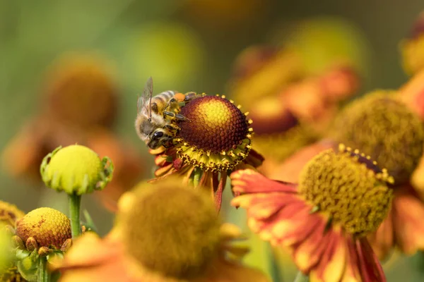 Red Orange Cone Flowers Honey Bee Sucking Nectar One Them — Stok fotoğraf