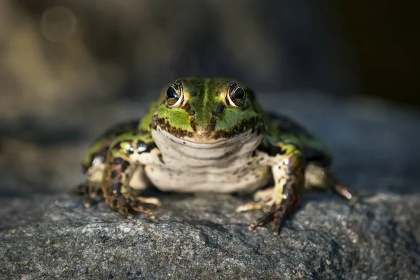 Close Front View Green Frog Rock Seen Low Angle — Stock fotografie