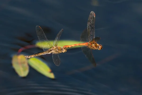 Mating Vagrant Darter Dragonflies Flying Low Water Plants — Stock Photo, Image