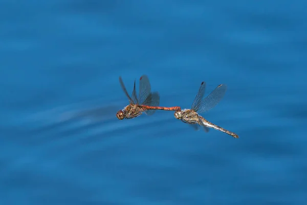 Mating Vagrant Darter Dragonflies Flying Low Blue Water Surface Small — Stock Photo, Image