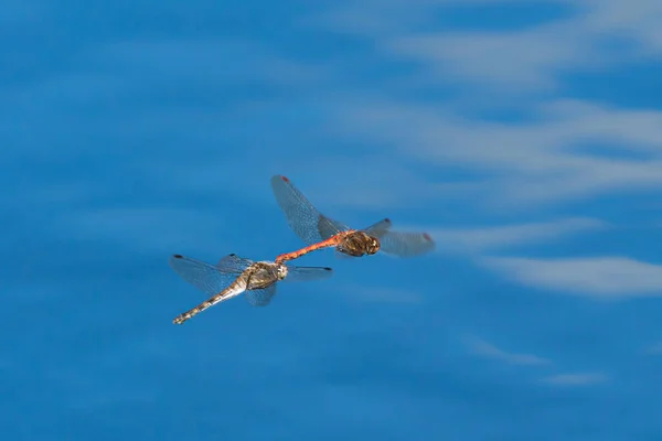 Paarung Vagrant Darter Libellen Fliegen Tief Über Blaue Wasseroberfläche Mit — Stockfoto