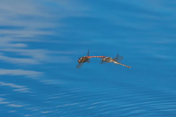 Mating Vagrant Darter Dragonflies Flying Low Blue Water Surface Small — Stock Photo, Image