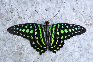 Graphium Agamemnon (Kuyruklu Kuş) görünümü. Güzel yeşil renk ve desen. Konya Tropik Kelebek Vadisi, Türkiye.