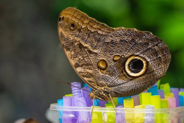 Beslenme alanında dev baykuş kelebeği (Caligo memnon) görünümü. Konya Tropik Kelebek Vadisi, Türkiye