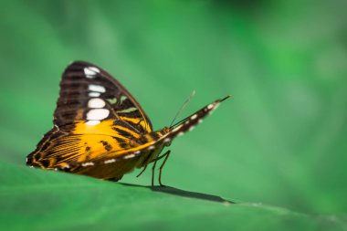Turuncu kelebek vücudunun makro görüntüsü. Parthenos Sylvia. Konya Tropik Kelebek Vadisi, Türkiye