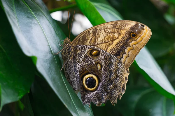 Гигантская Бабочка Совы Caligo Memnon Зеленом Листе Konya Tropical Butterfly — стоковое фото