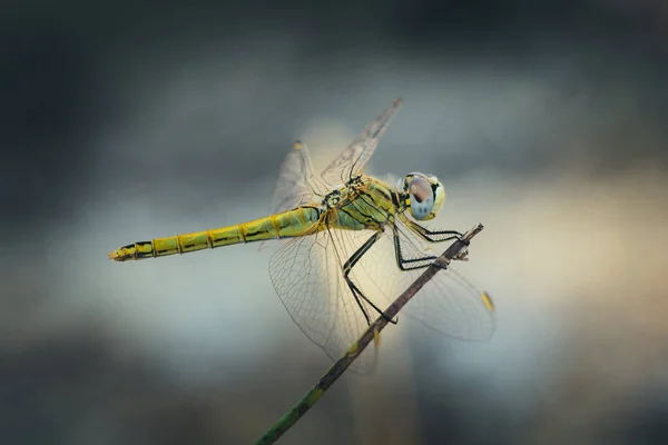 Amarelo Dragonfly Vista Ramo Sympetrum Vulgatum — Fotografia de Stock