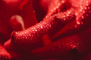 Seçici odak kırmızı gül. Yaprakların makro görünümü.