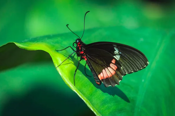 Borboleta Preta Vermelha Folha Verde Parides Iphidamas Konya Tropical Butterfly — Fotografia de Stock