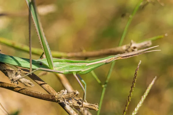 Grüne Kegelförmige Heuschrecke Auf Ast Acrida Ungarica — Stockfoto