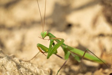 Yeşil peygamber devesi. (Mantis religiosa) Macro görüşü.
