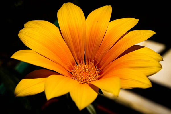 Siyah Arkaplanda Izole Edilmiş Turuncu Sarı Gazania Çiçeği — Stok fotoğraf