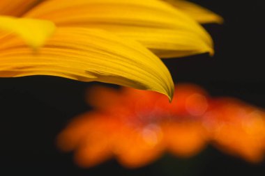 Bulanık turuncu gazania çiçeğinin önündeki sarı gazania çiçeğini kapat..